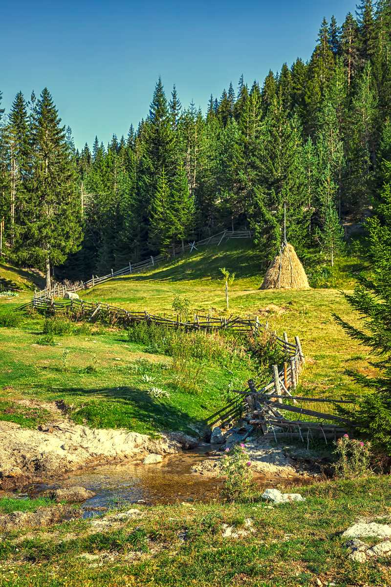 Forêt verdoyante avec rivière en pleine nature